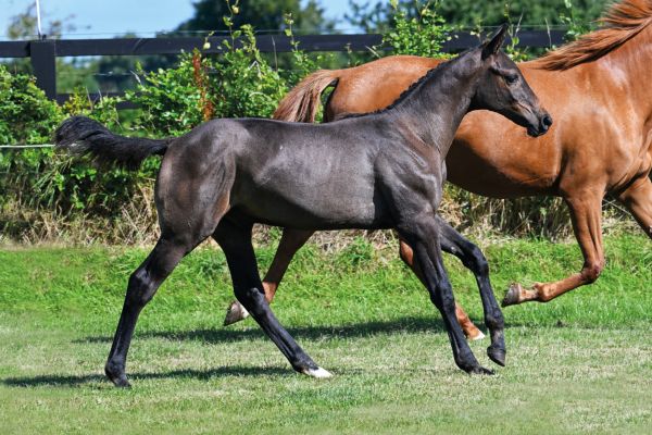Zangersheide Quality Auction - Saturday Foals - Explore the